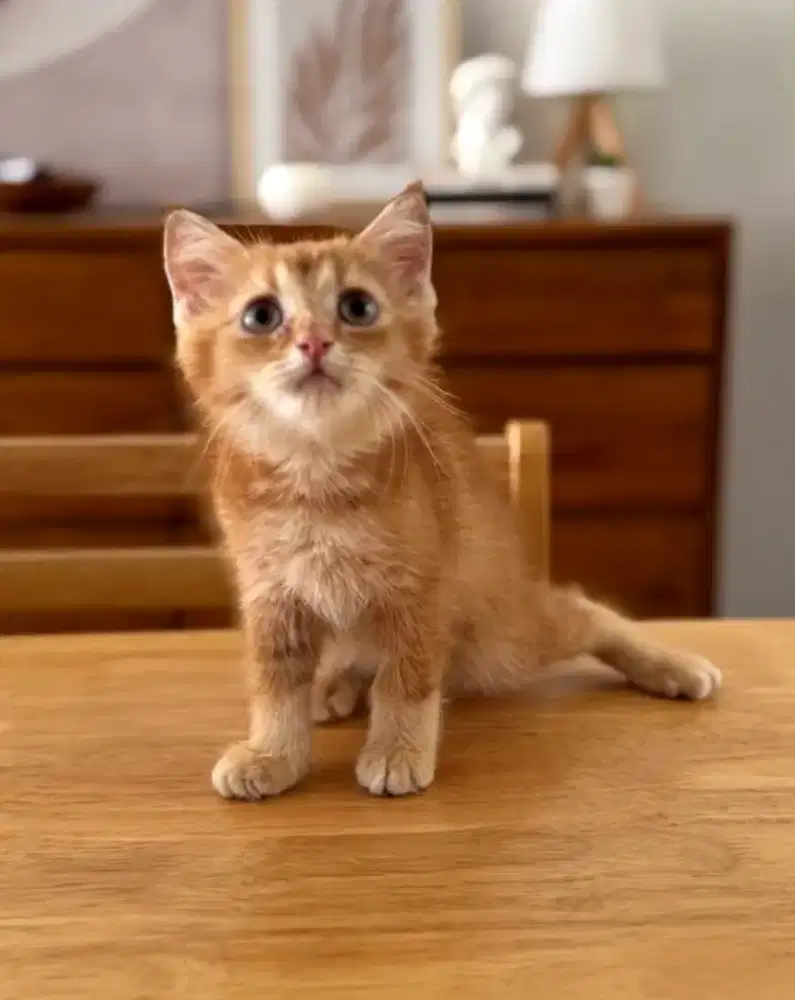 MUNCHKIN BSH Jantan RED NS