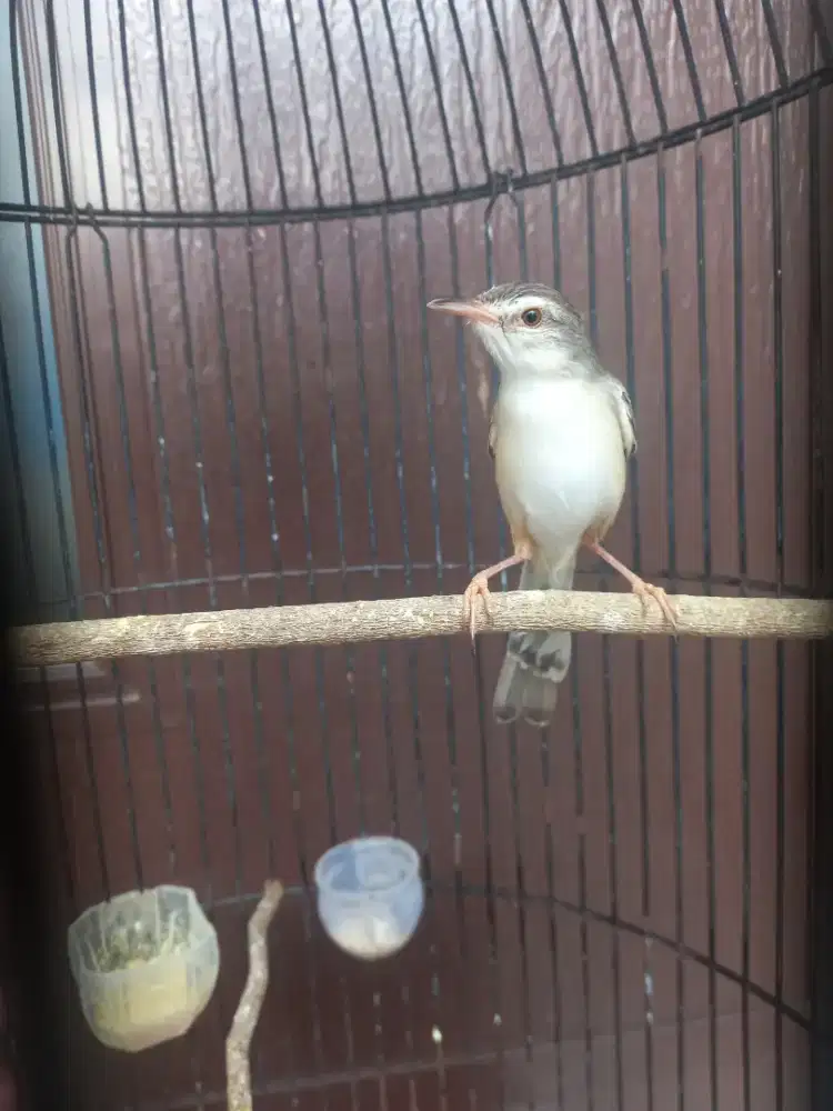 Ciblek sawah Ngebren prospek cerah