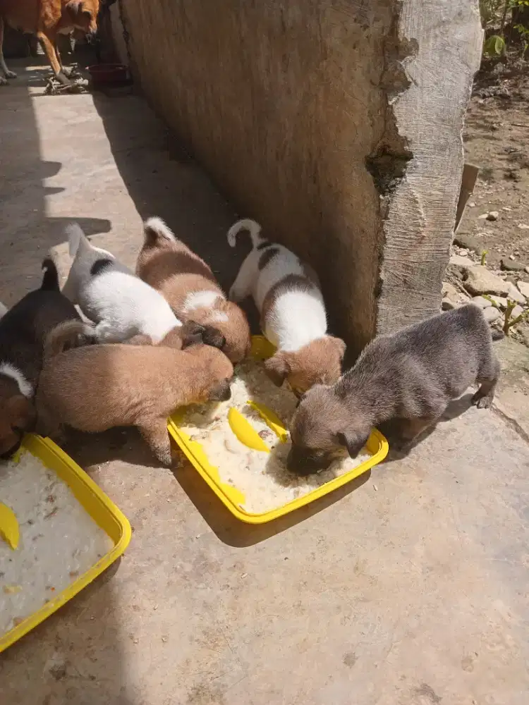 Anak Anjing Peliharaan