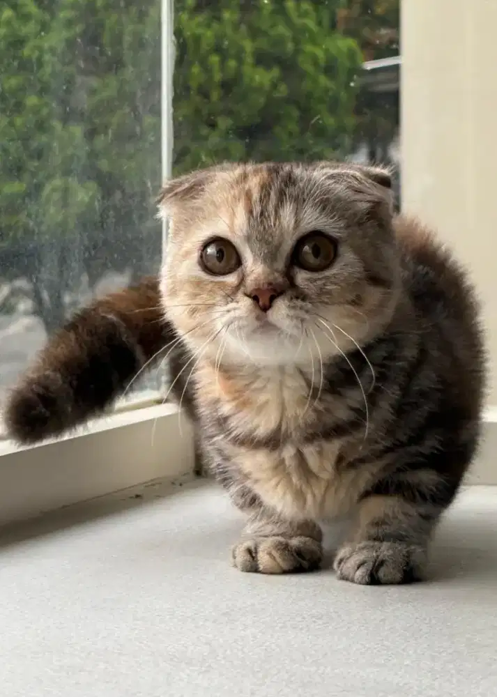 munchkin Gaelic betina 3bulan