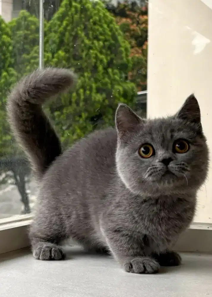 munchkin British shorthair  jantan