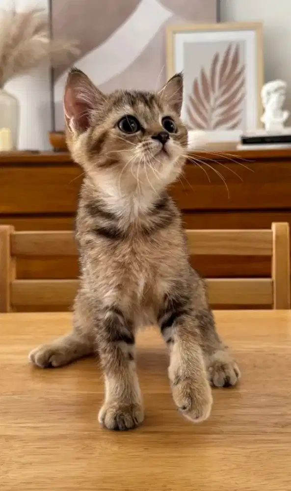 BSH Betina / Black Golden