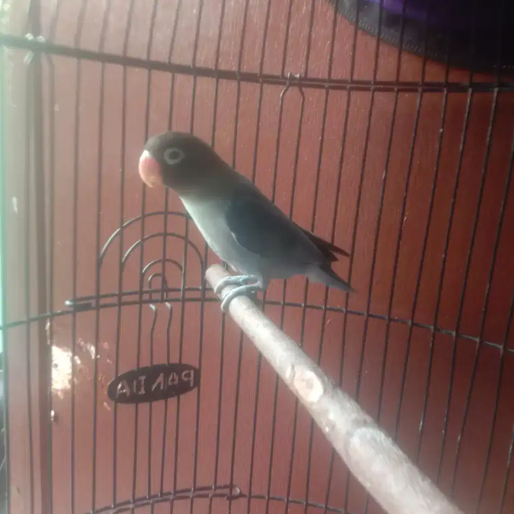 Jual Aja LB Mangsi Fullset