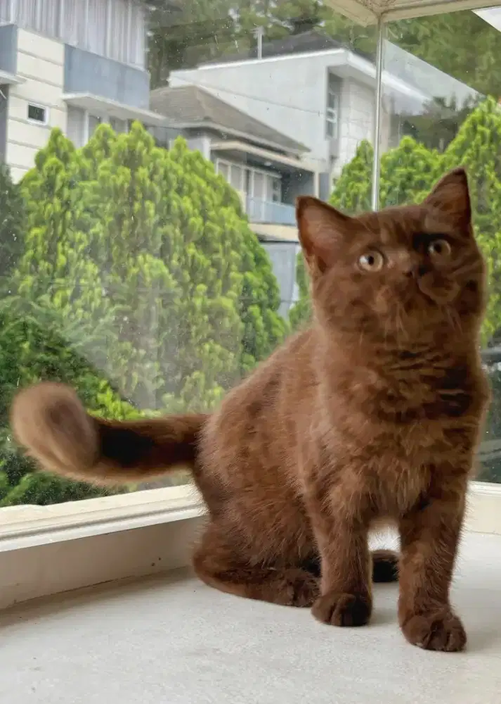 British shorthair choco / cinnamon betina