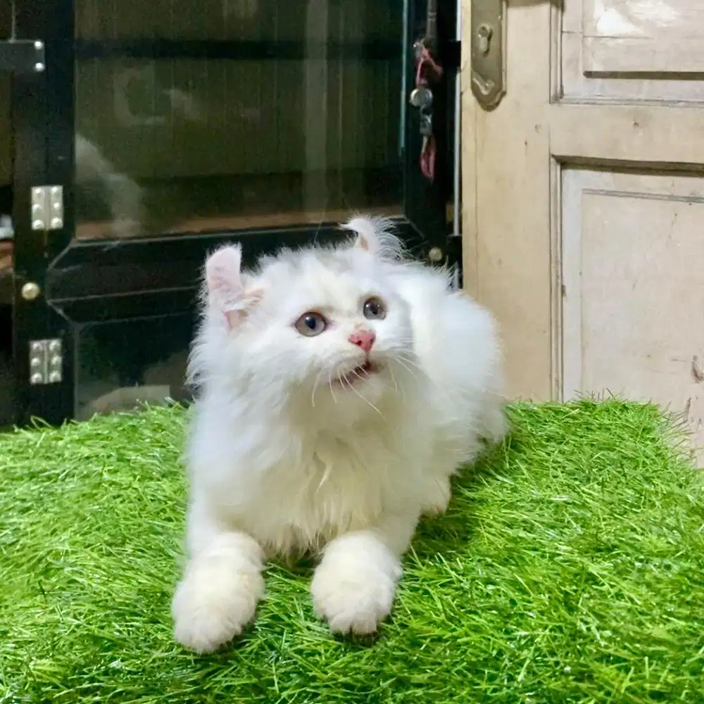 Kitten American Curl