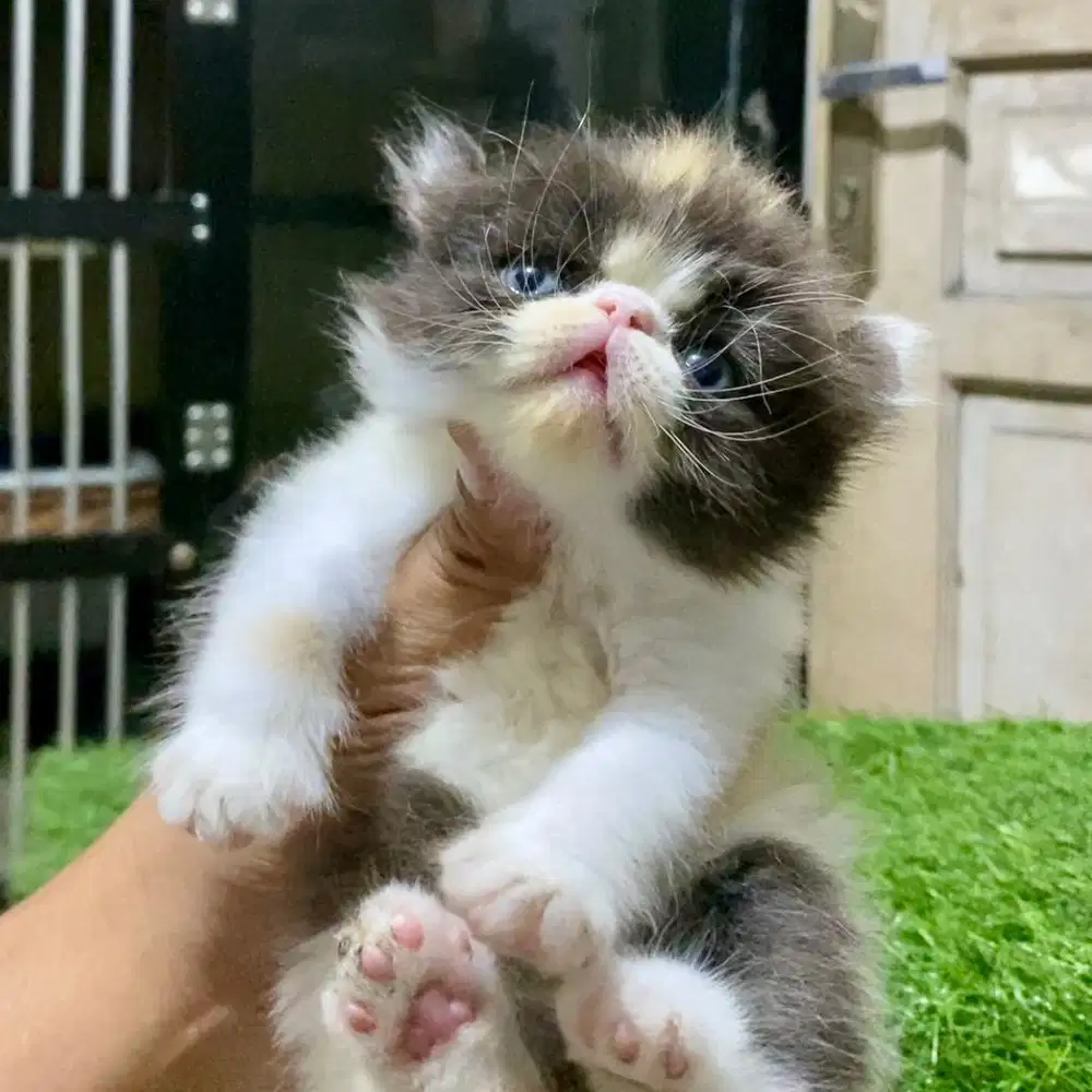 Peaknose ACL Munchkin NS