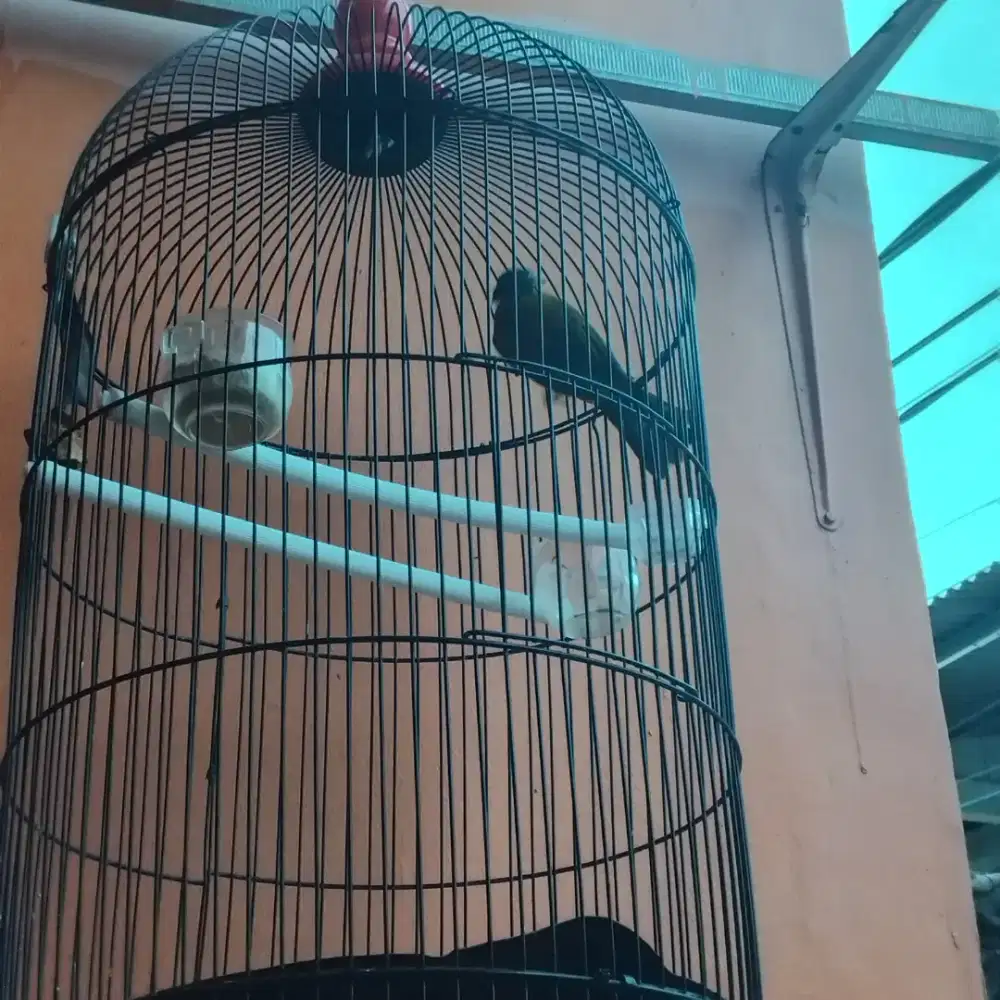 Dijual burung kutilang emas bunyi rajin