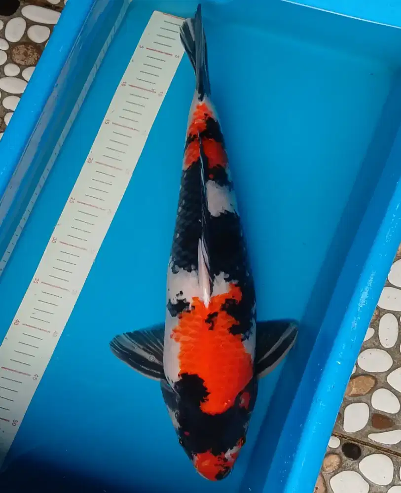 Ikan koi showa mantap. Size 50cm male