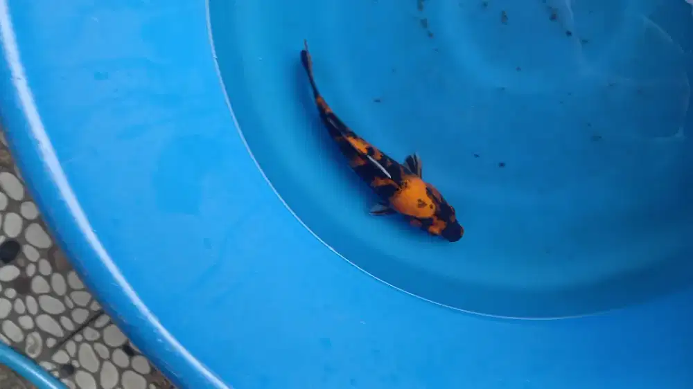 Koi Hi utsuri 23cm