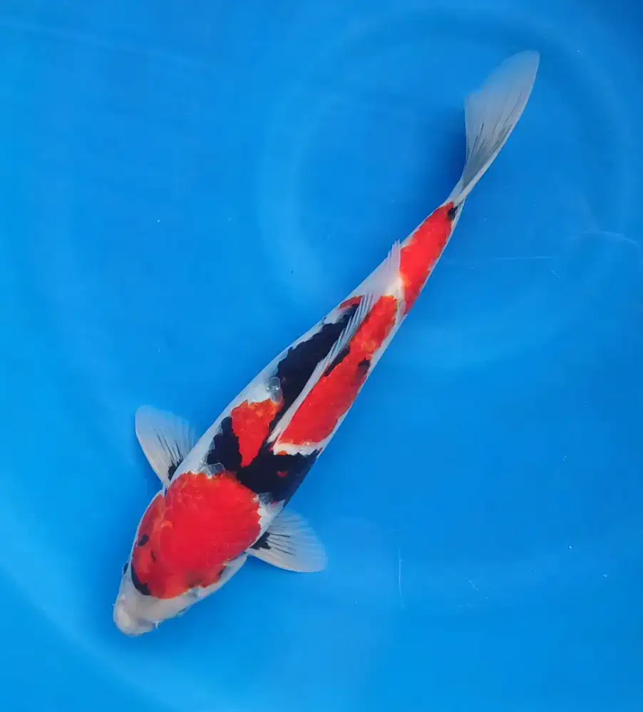 Showa 35cm merah setrong male