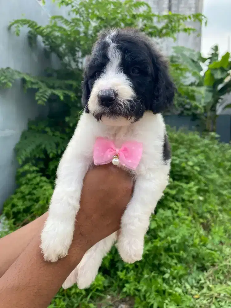 Poodle giant super big bone