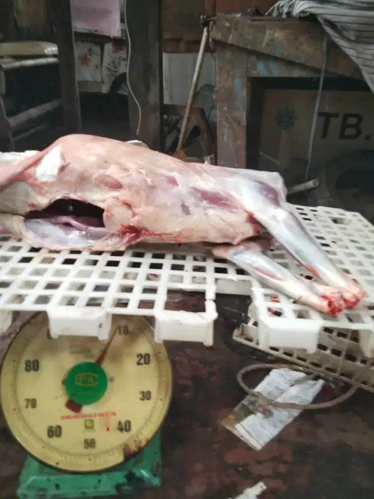 Di jual karkas kambing