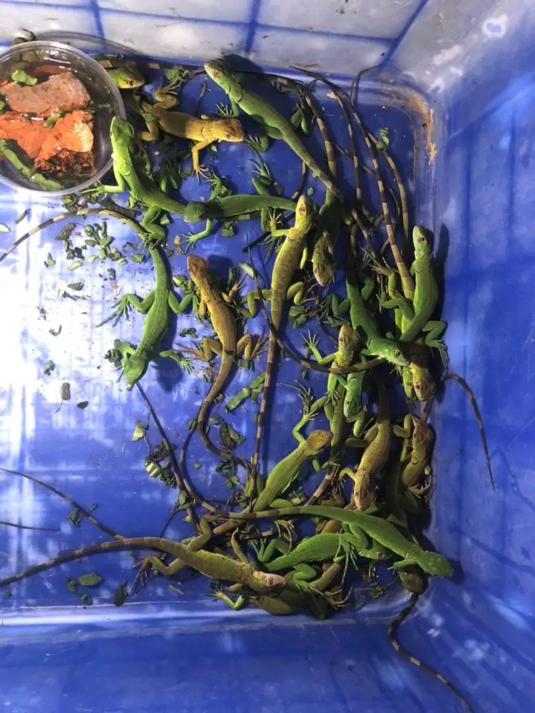 Baby iguana red & green