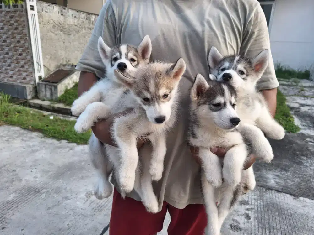 Husky stb vaksin