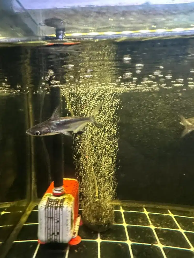 IKAN PREDATOR GENGHIS KHAN,TANK MATE