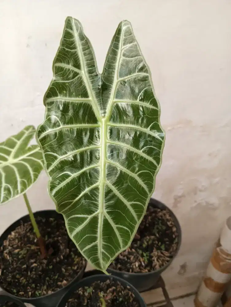 Alocasia Watsoniana Langkat koleksiku