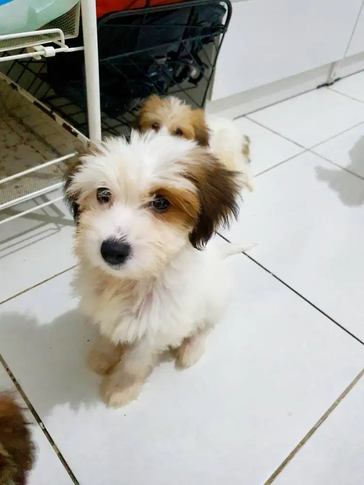 Anjing Puppies Maltese