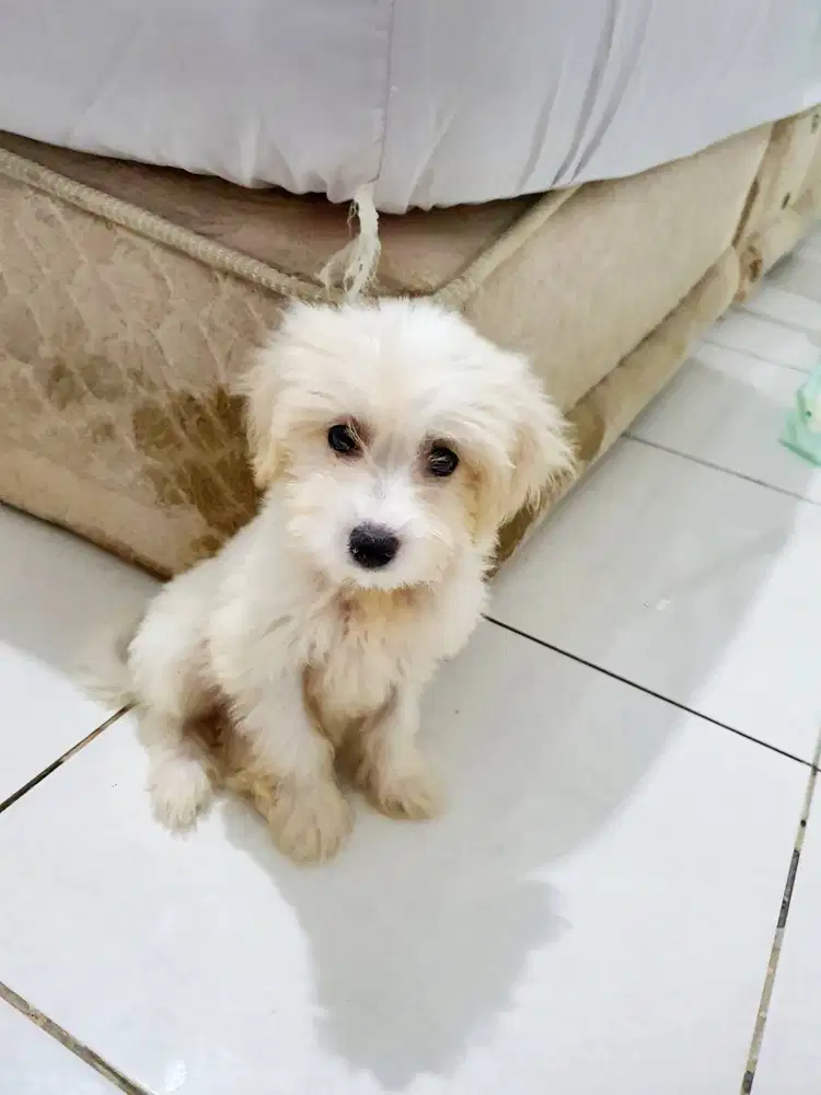 Anjing Puppies Maltese