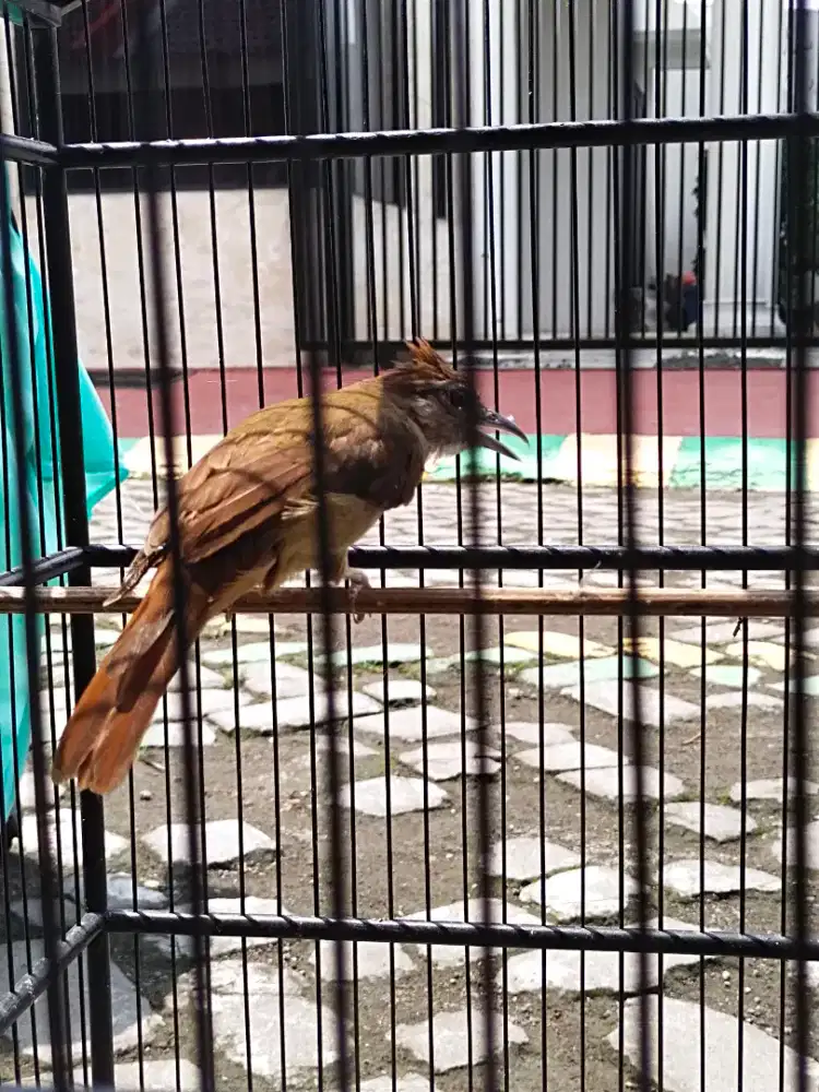 Kastem bekas masteran