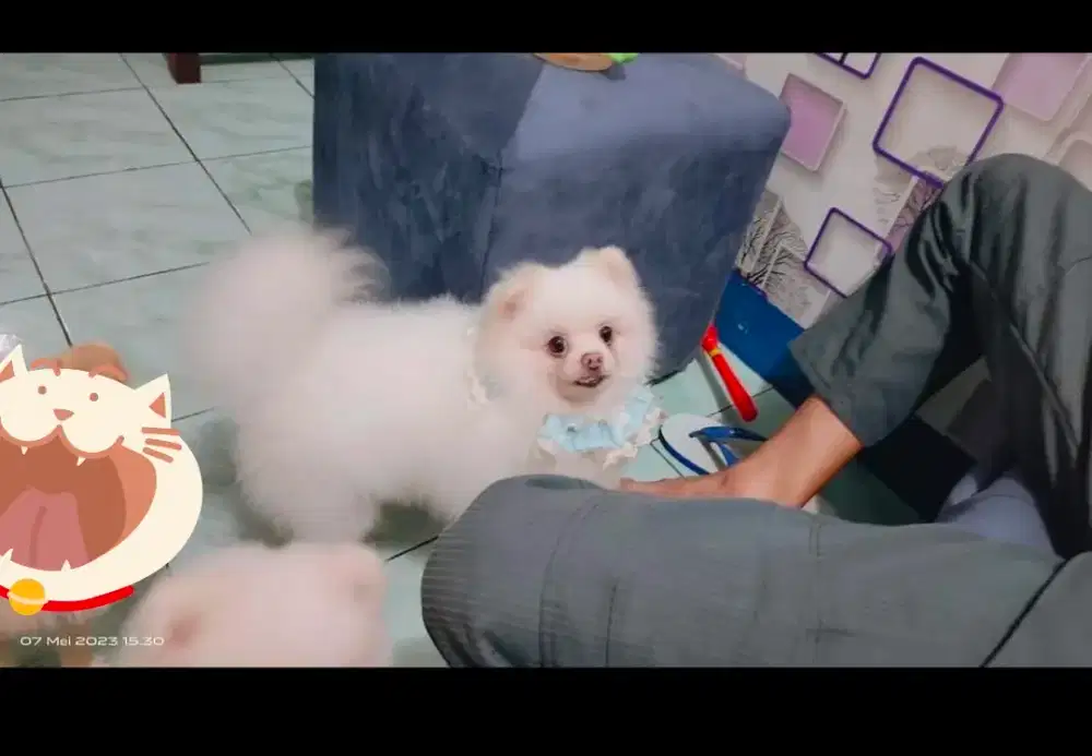 Minipom , Pomeranian pure