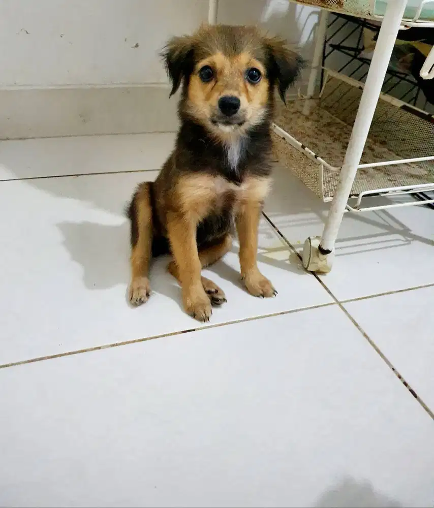 Anjing Puppies Chihuahua mix