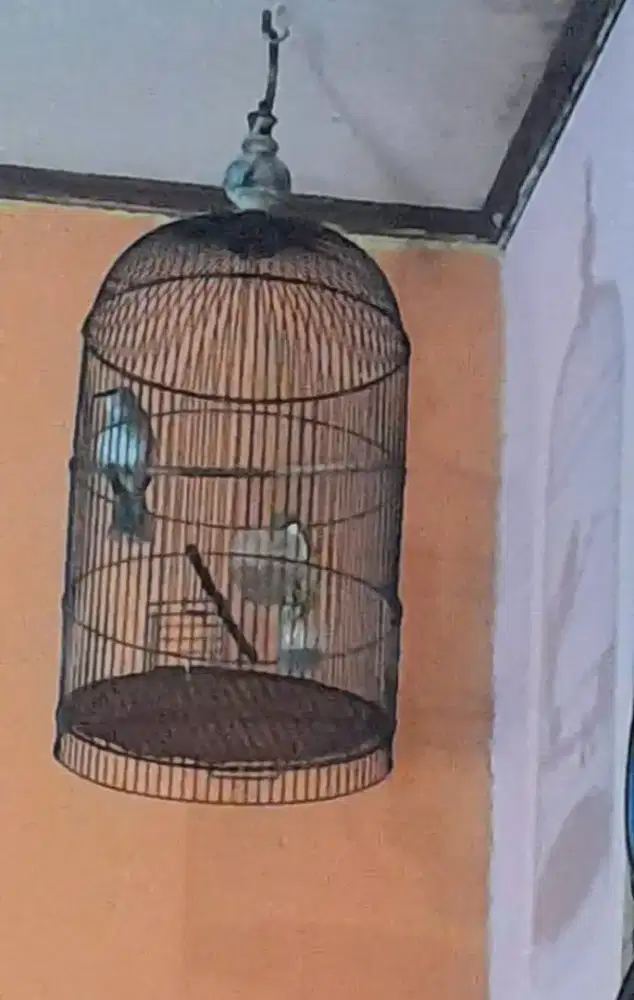 Jual cepet trokcok plus kandang