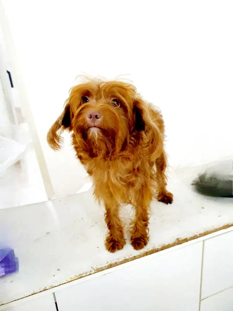 Anjing Poodle Mix Chihuahua