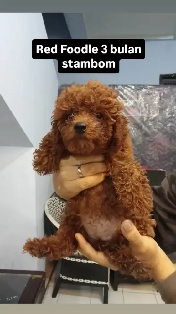 Jual anjing jenis Red poodle