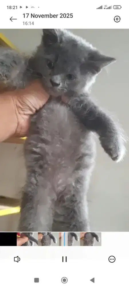 Kucing mix BSH betina waru