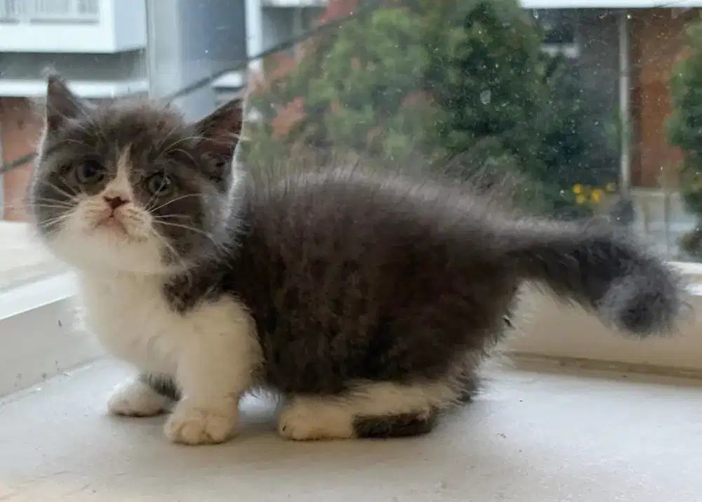 munchkin British shorthair betina