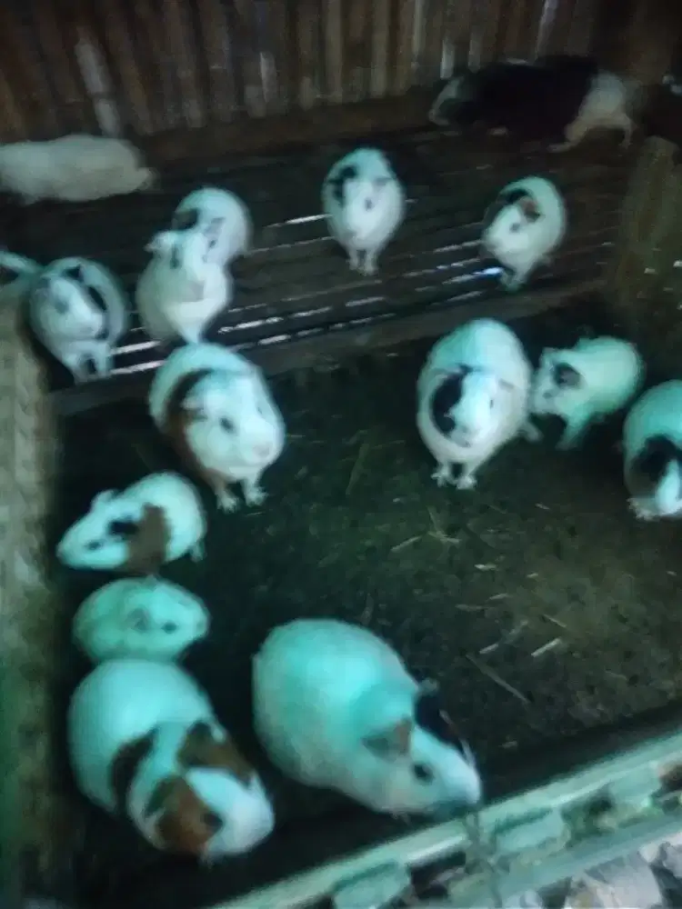 Marmut lokal indukan