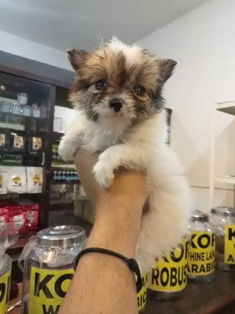 Dogi minipom umur 1 ,5 bulan