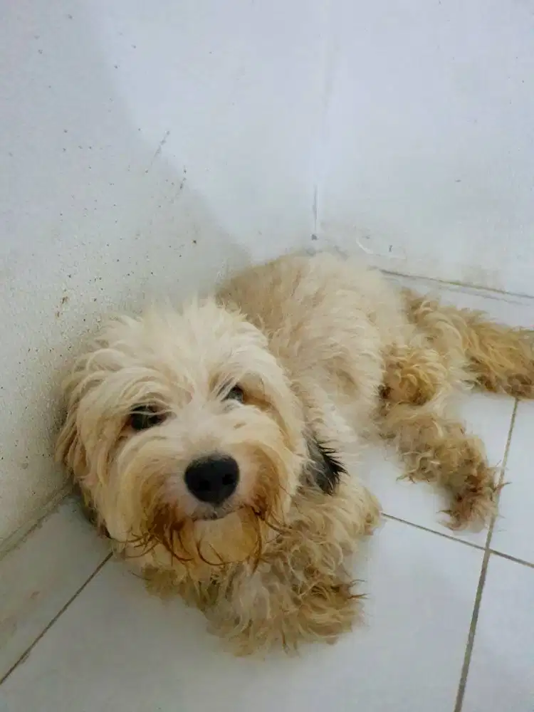 Anjing Maltese mix Poodle
