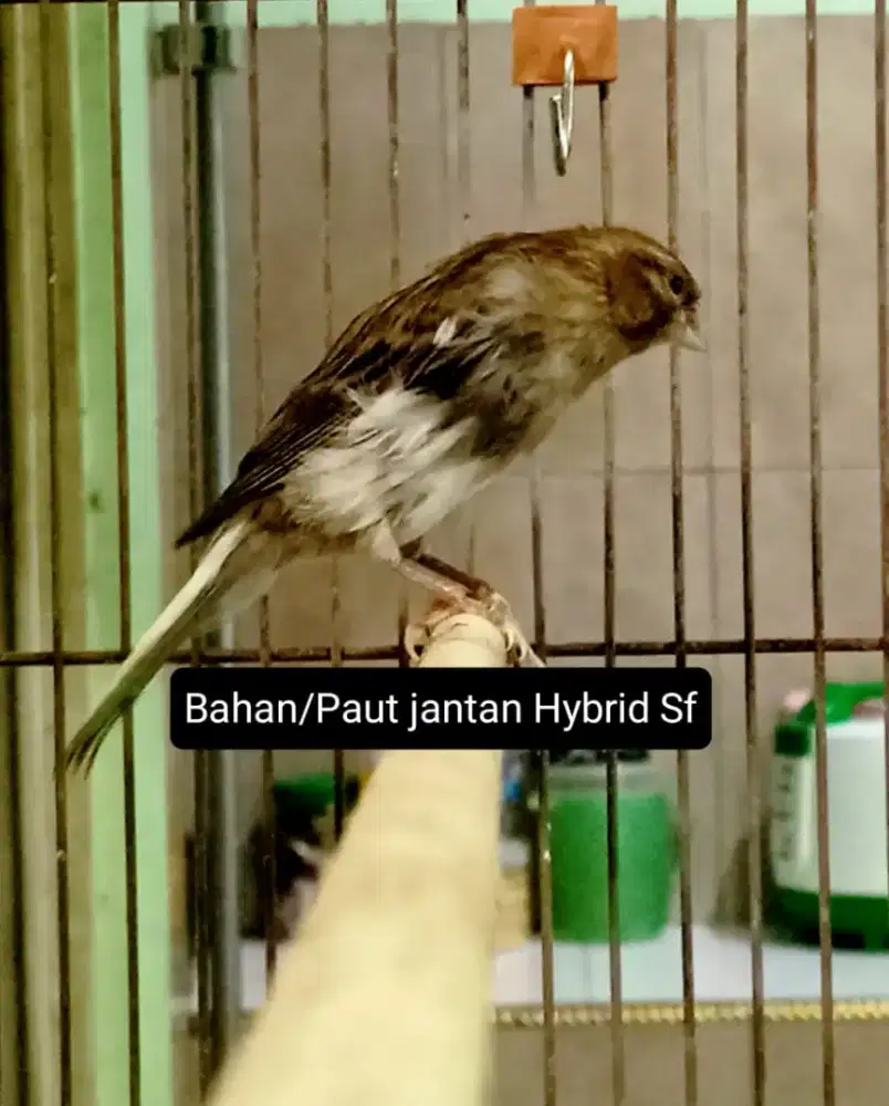 Kenari bahan/paut jantan Hybrid Sf