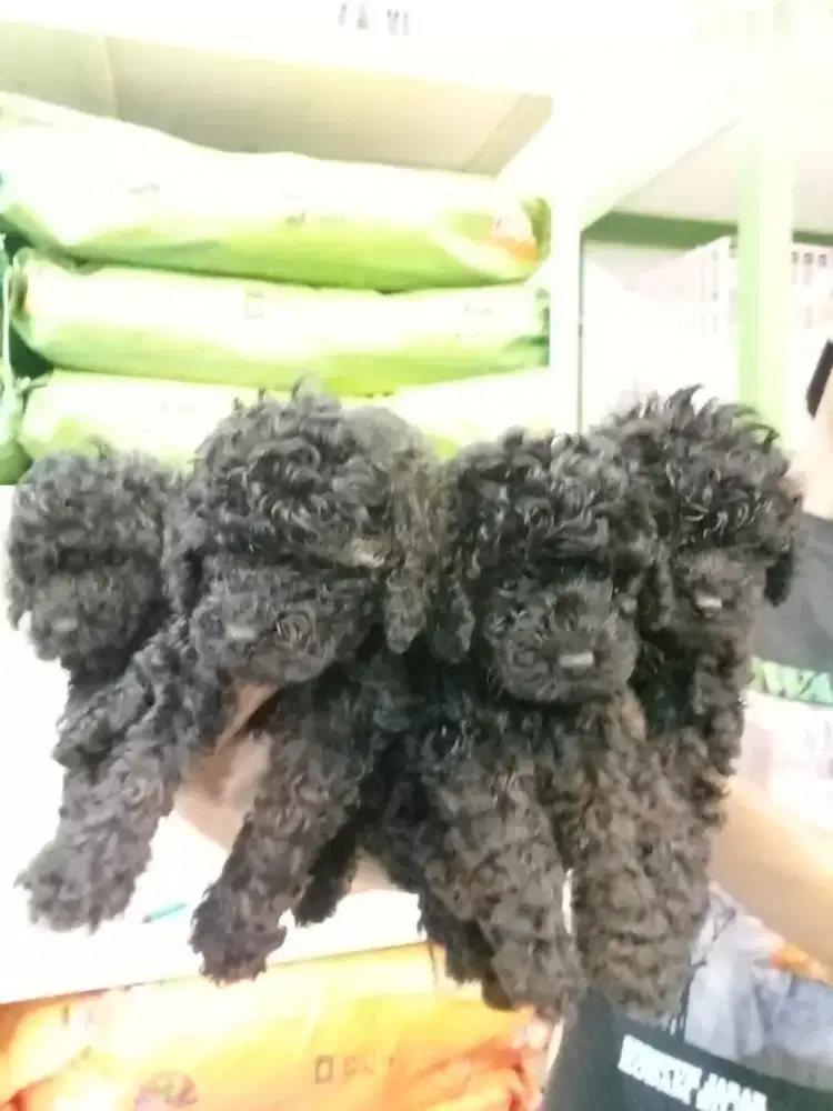 Pupy  podle umur 1,5 bln