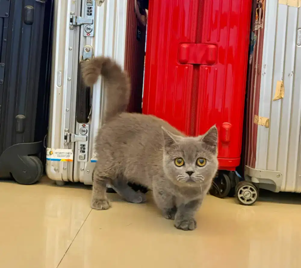 Bristish Short Hair Blue Munchkin