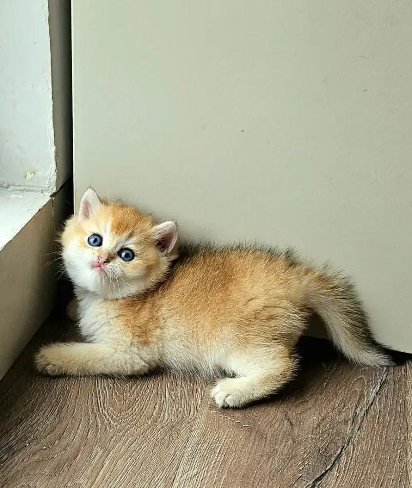 Kucing bsh british shorthair Golden Jantan
Cat