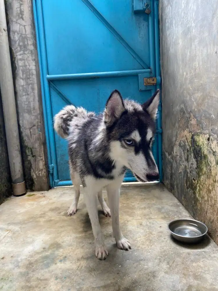 Anjing husky jantan