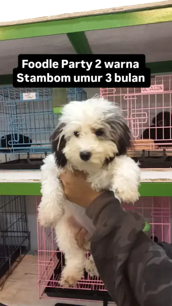 Podle ,maltis ,podle party