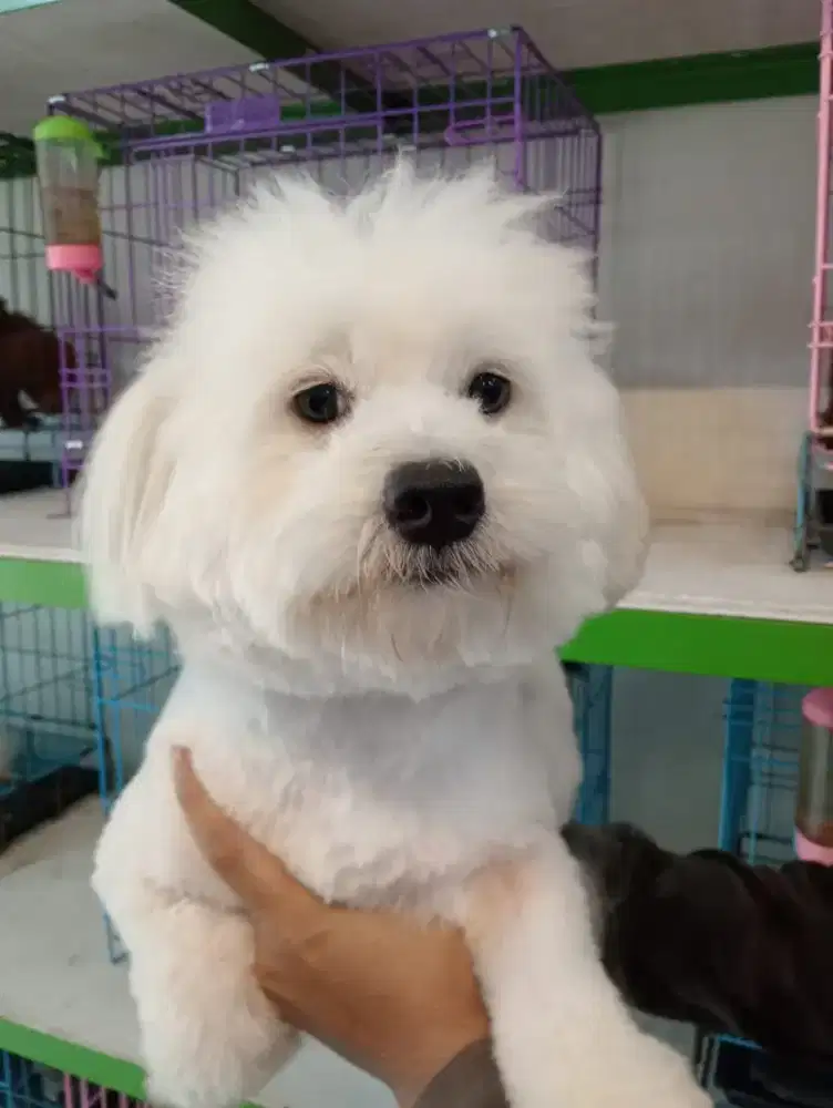 Maltis whitee 1 tahun