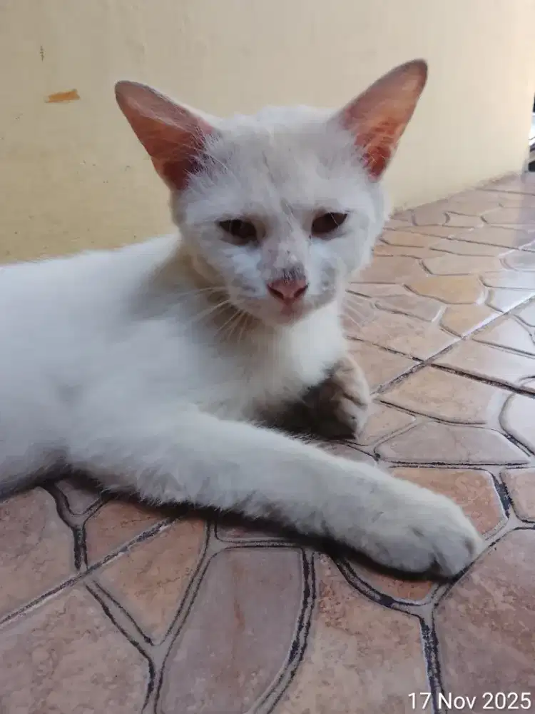 Kucing Persia Jantan Putih