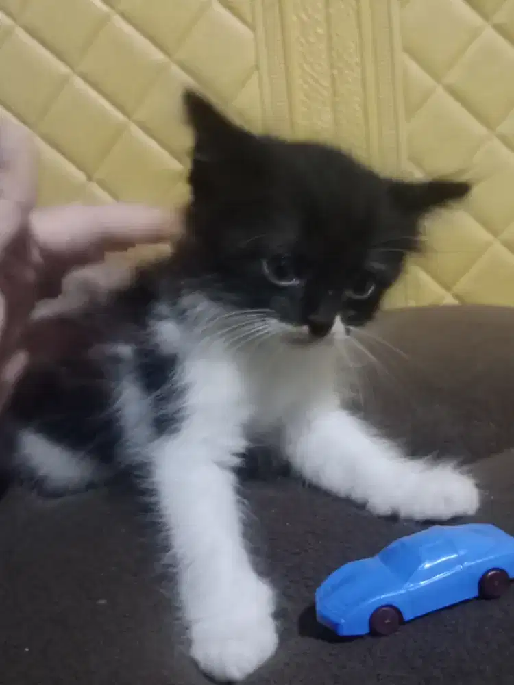 Kitten persia 2bulan