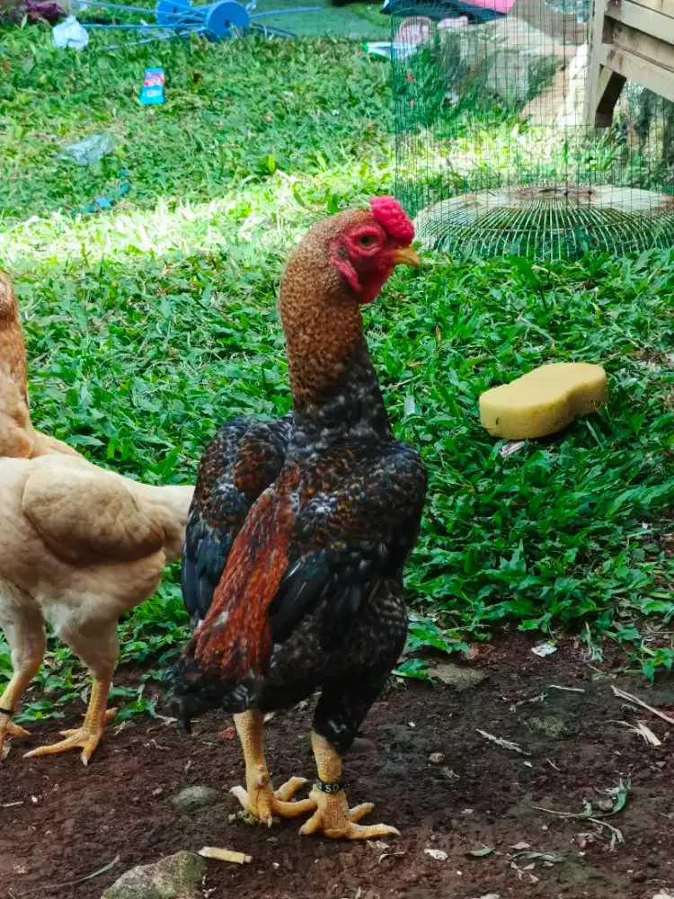 Ayam Ko Shamo Mini Jepang