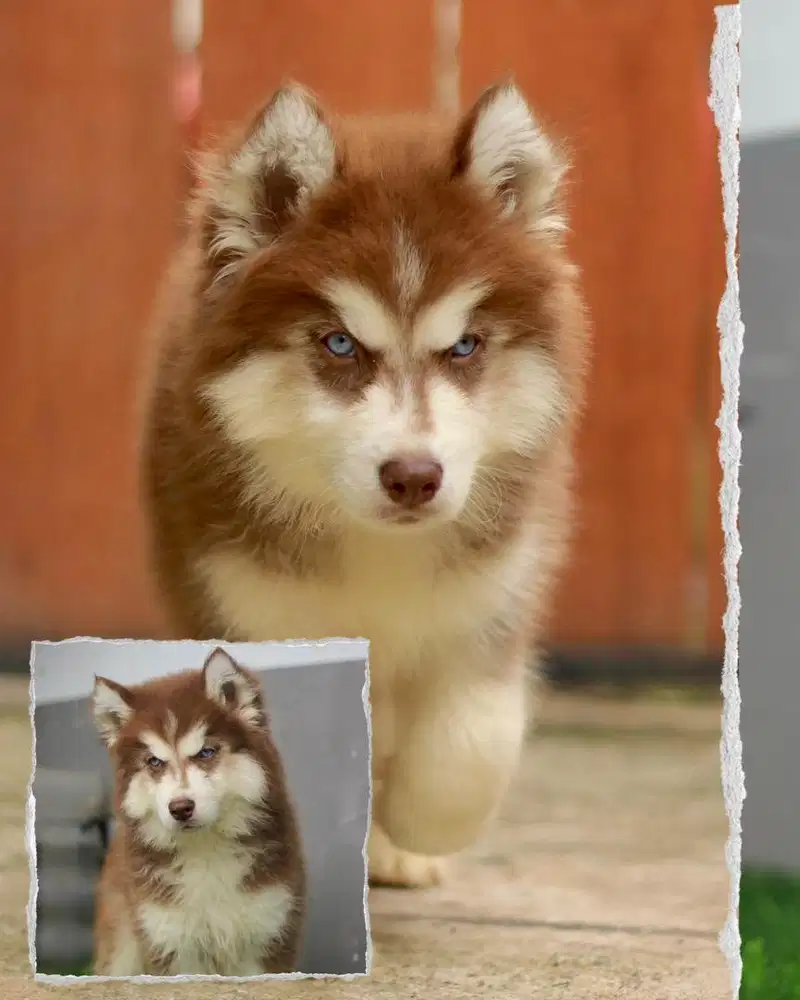 Anjing siberian husky