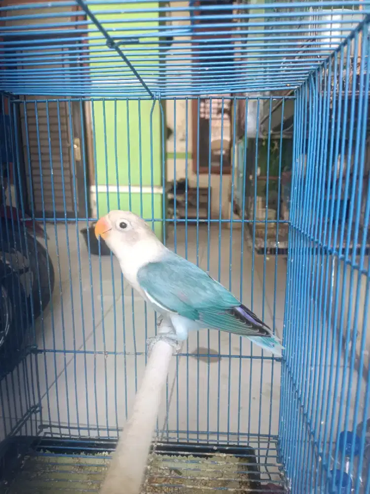 Burung lovebird