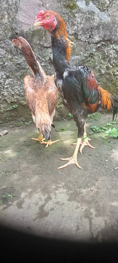 Shamo eropa big harga spesial