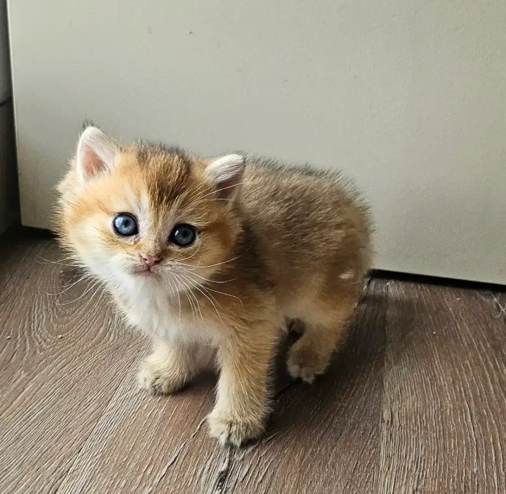 Kucing bsh british shorthair Golden ny 11 Jantan
Cat