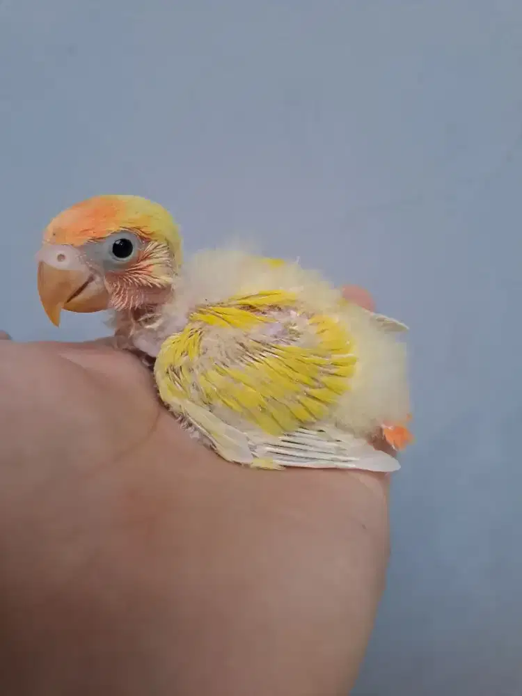 Lovebird Lolohan Nonklep Pallid Opaline/Aqua/Marbled/Orange Face