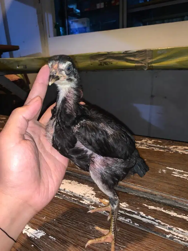 Anakan ayam bangkok x mangon