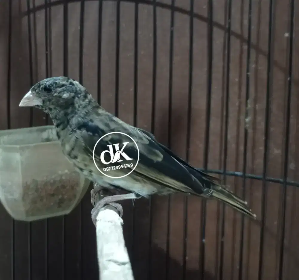 Burung Village Indigo